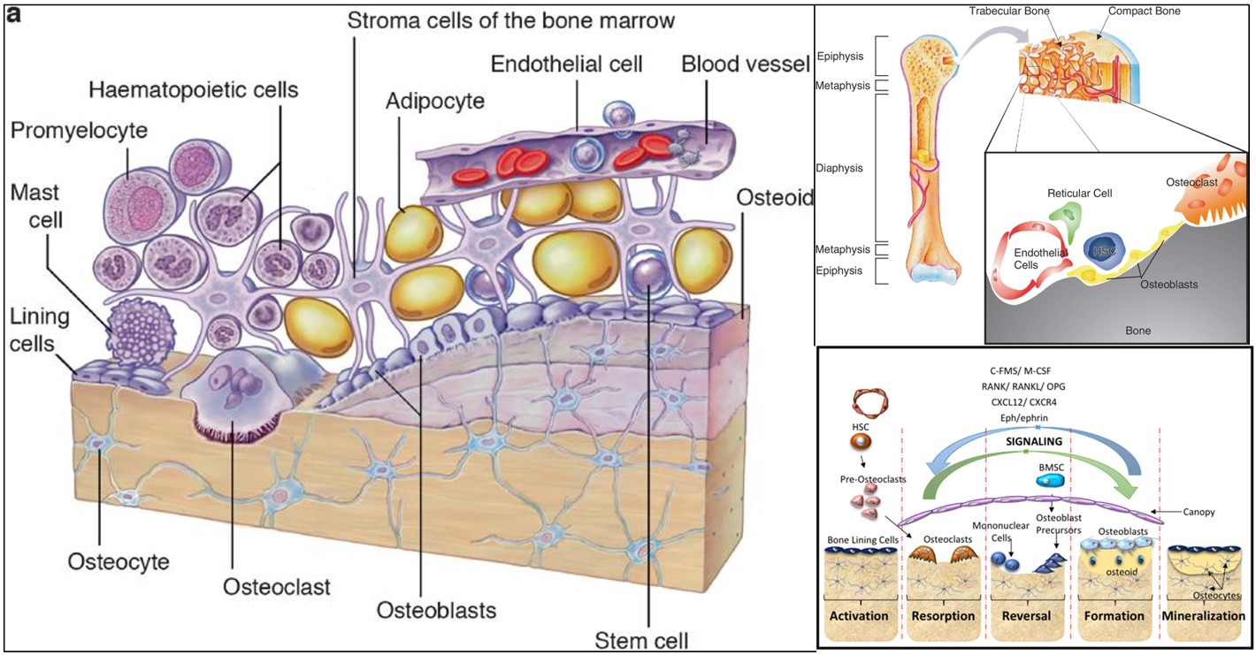Identification of the Ephrin-A1–EphA2 Signaling Pathway as a Novel Target for Fracture Prevention
